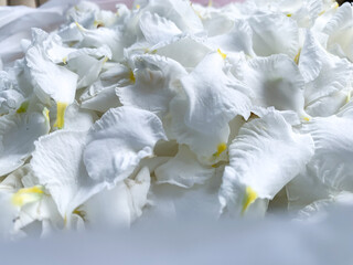 white petals jasmine flowers