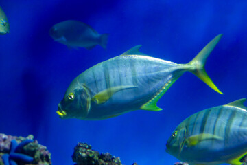 Tropical fish swimming underwater in an aquarium	