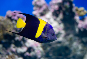 Arabian angelfish (Pomacanthus asfur) swimming underwater in an aquarium