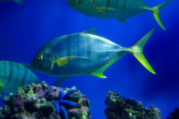 Fototapeta na wymiar Tropical fish swimming underwater in an aquarium 
