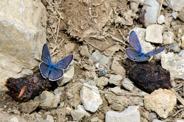 Mazarine blue (Polyommatus semiargus) on excrements // Rotklee-Bläuling an Tier-Losung 