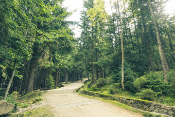 Leśna ścieżka © Jakub