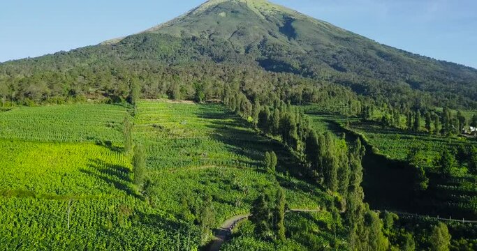 Aerial drone shot over the bigest TOBACCO PLANTATION on Mountain during blue sky and sunlight in Asia. Slope of Sindoro Mountain, Temanggung, Central Java, Indonesia