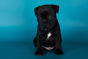 Black male American Staffordshire Bull Terrier dog or AmStaff puppy on blue background