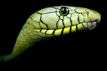 western green mamba (Dendroaspis viridis)