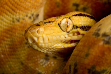 Fototapeta premium Garden Tree Boa (Corallus hortulana)