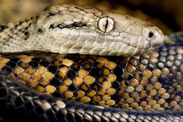 Jamaican boa (Chilabothrus subflavus)