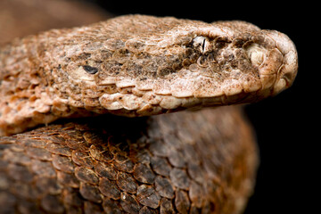 Milos viper (Macrovipera schweizeri)