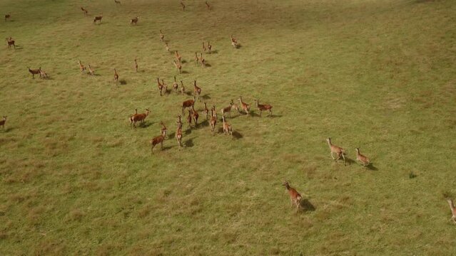Large herd of Red Deer on ranch farm, green grass land with animals, Cervus Elaphus