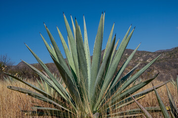 Large espadin agave plants in Oaxaca