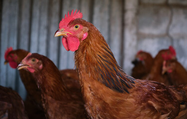 rural courtyard Red Cockerel Rhode Island rooster close up hen chicken flock 