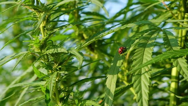 ladybug insect on green leaves of blooming marijuana, cannabis plant closeup High quality FullHD footage