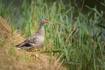 A female mallard standing near a small river
