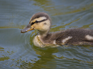 A young duckling swimming in the water