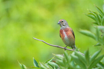 A male Common Linnet sitting on a small twig