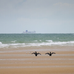 Two Great Cormorants standing on beach spreading their wings