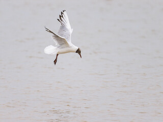 A black headed gull landing on water