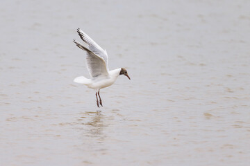 Fototapeta na wymiar A black headed gull landing on water