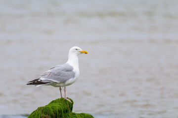 Fototapeta na wymiar A European Herring Gull standing on a rock