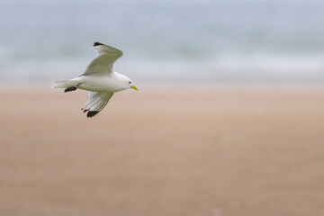 A black legged kittiwake flying over the beach