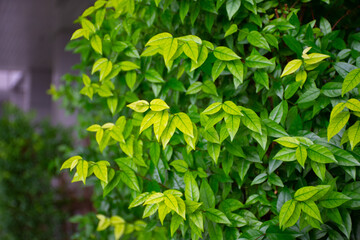 green leaves background