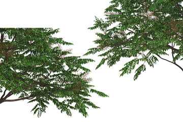 Foreground twigs on a transparent background
