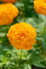 Mexican marigold