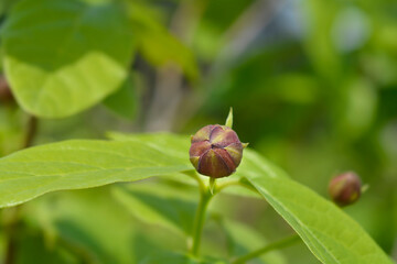 Aphrodite Sweetshrub