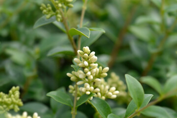 Delavay privet