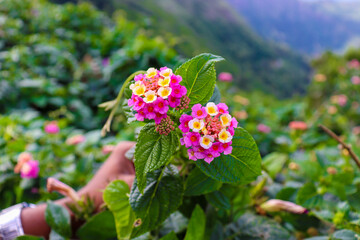 flowers in the garden