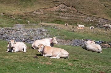 Obraz premium Troupeau de vaches dans les Pyrénées