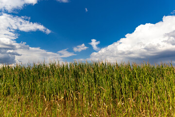 Corn field on blue sky background.