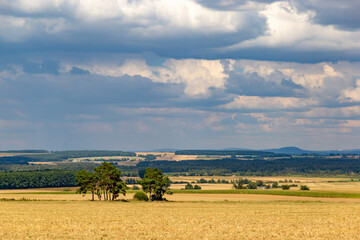 Fototapeta na wymiar Beautiful view of the summer fields. Rural landscape.