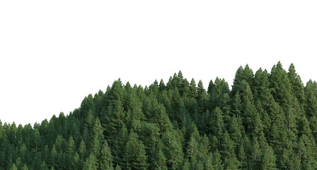 Coniferous forest on a transparent background
