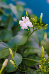 flowers in the garden