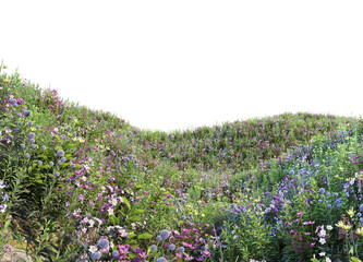 Obraz premium Meadow and flower on a transparent background 