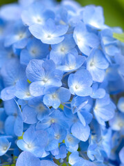 Japanese hydrangea flower