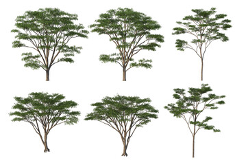 Obraz premium Tree on a transparent background 