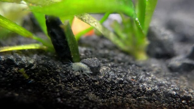 A scud, a freshwater amphipod, crawls on the gravel of an aquarium.