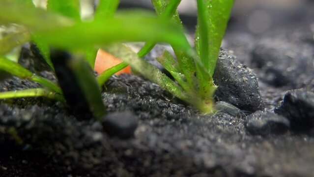 A tiny crustacean (Gammaridae) crawls at the base of an aquatic plant.