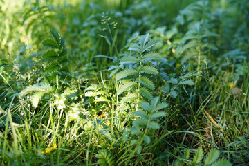 Green grass still life. We see differently shaped green leaves.