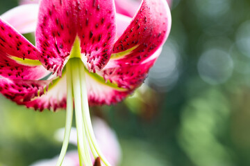 flower with red petals close up