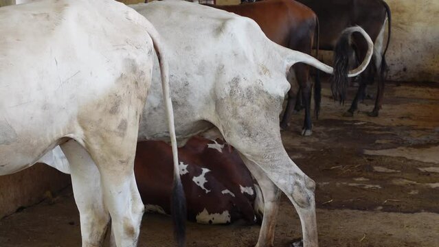 Bangalore, India 14th August 2022: Goshala, Gaushalas, or Goshalas are protective shelters for stray cows in India. Jeev Daya.Young Indian baby cow-calf. Gaumata. Cows are sacred in India.