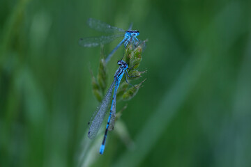 Libellen-Azurjungfer