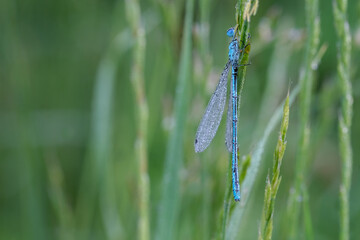 Libellen-Azurjungfer