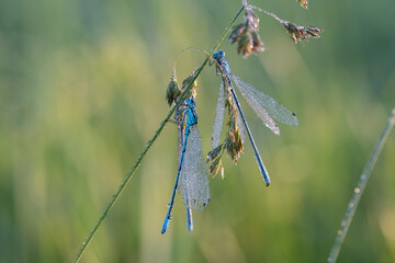 Libellen-Azurjungfer