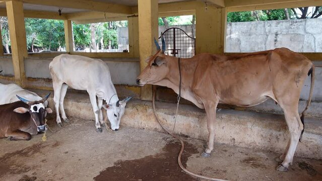 Bangalore, India 14th August 2022: Goshala, Gaushalas, or Goshalas are protective shelters for stray cows in India. Jeev Daya.Young Indian baby cow-calf. Gaumata. Cows are sacred in India.