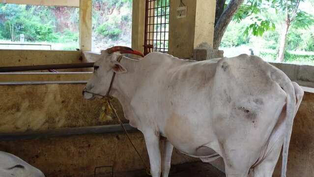 Bangalore, India 14th August 2022: Goshala, Gaushalas, or Goshalas are protective shelters for stray cows in India. Jeev Daya.Young Indian baby cow-calf. Gaumata. Cows are sacred in India.