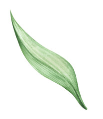 Floral. Watercolor painting transparent.