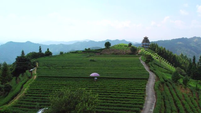 Aerial photography of Sanjiang Dong Nationality Alpine Ecological Tea Garden Tea Mountain
